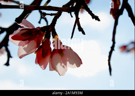 Flores del árbol del almendro con cielo azul con nubes de fondo Almond tree flowers with blue sky with clouds background Almond tree flower on blue ba Stock Photo