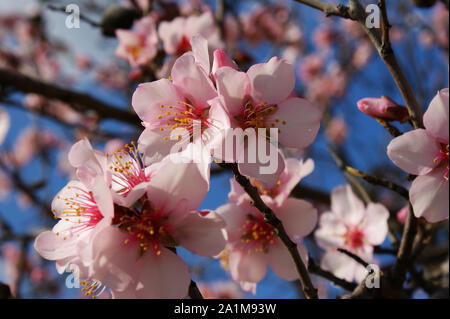 Flores del árbol del almendro con cielo azul con nubes de fondo Almond tree flowers with blue sky with clouds background Almond tree flower on blue ba Stock Photo