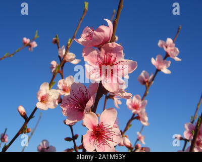 Flores del árbol del almendro con cielo azul con nubes de fondo Almond tree flowers with blue sky with clouds background Almond tree flower on blue ba Stock Photo