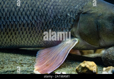 Common Barbel, Barbus barbus, swimming along the riverbed, River Trent, Nottingham, July Stock Photo