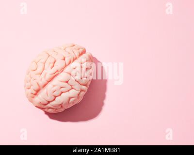 Anatomical model of a human brain. Stock Photo