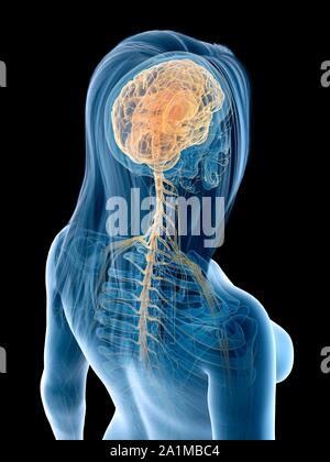 Transparent human brain of a woman with spinal cord and spine, medical ...