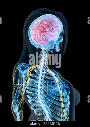 Transparent human brain of a woman with spinal cord and spine, medical ...