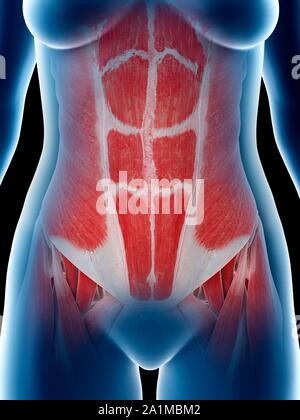 Female abdominal muscles, computer illustration Stock Photo - Alamy