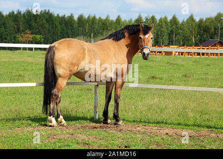 Draft horse walking in paddock on the sand background Stock Photo