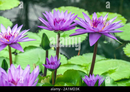 Nymphaea caerulea flowers Blue water lily Stock Photo