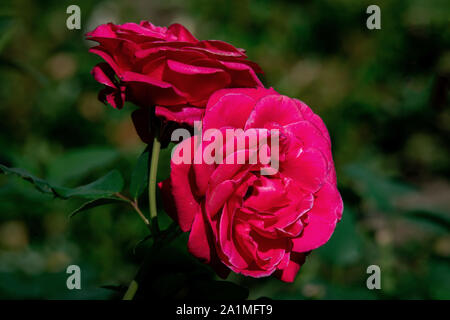 Detailed portrait of two purple Charisma rose heads in bright sunshine with a green bokeh background Stock Photo
