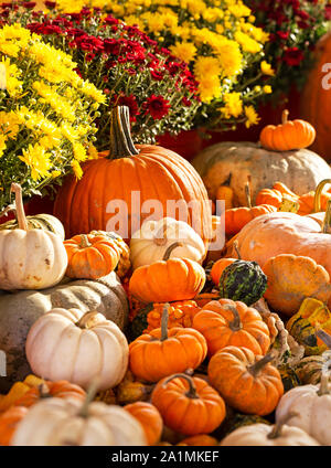 Colorful Autumn Display of Pumpkins, Gourds and Chrysanthemums Stock Photo