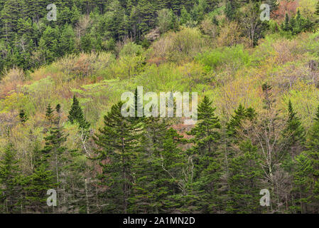 Trees budding on a mountainside in the White Mountain National Forest, Kinsman Notch, grafton County, NH Stock Photo