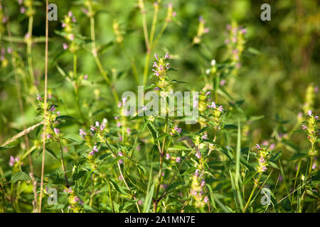 Lamium (dead-nettles) plant in meadow Stock Photo