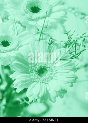 Bunch of beautiful flowers gerbera closeup. Woman, mother day greeting card. Mint green color of 2020 Stock Photo