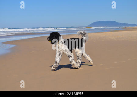 Australian Labradoodle dog playing fetch with a tennis ball on the beach, Port Macquarie, NSW, Australia Stock Photo
