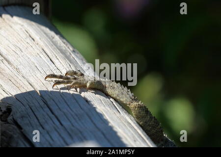 the claw of a lizard on a sun bleached wooden fence Stock Photo