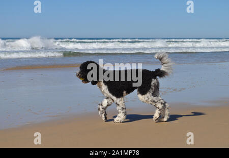 Australian Labradoodle dog playing fetch with a tennis ball on the beach, Port Macquarie, NSW, Australia Stock Photo
