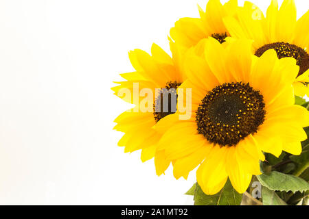 Sunflowers Isolated on White, Closeup. Stock Photo