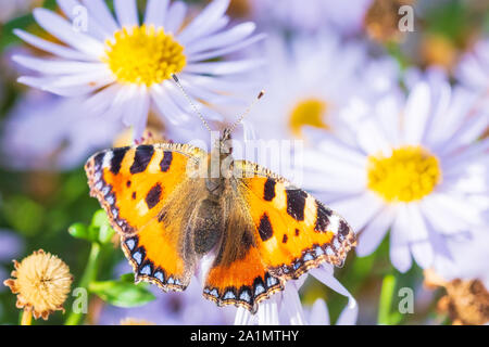 Small tortoiseshell Aglais urticae butterfly spread wings detailed top view closeup. Pollinating on white flowers in a vibrant colored meadow, natural Stock Photo