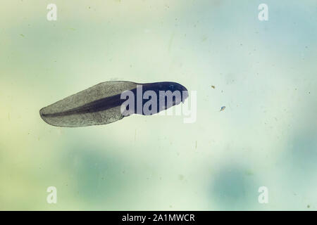 Natural underwater view on a tadpole swimming in water with algeas. Stock Photo