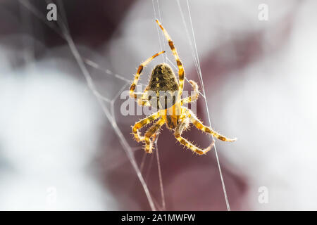 Closeup of a cross spider, araneus diadematus, hanging in a spider web waiting for a prey Stock Photo