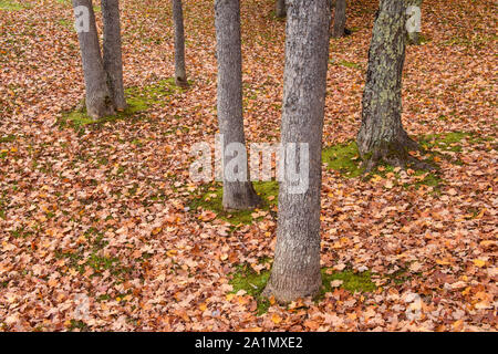 Tree trunks and fallen autumn leaves, Agate Falls Scenic Site, Ontonagon County, Michigan, USA Stock Photo