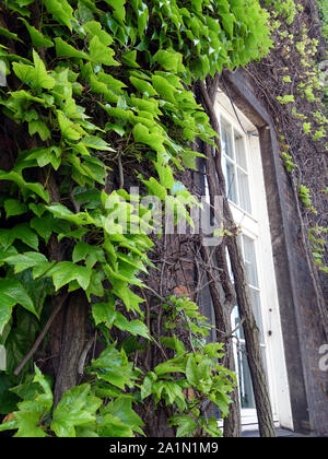 An attractive white window with panes surrounded by a mass of green ivy in a stone building Stock Photo