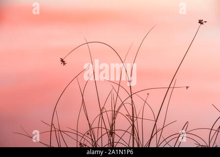 Reedbed along shore of Simon Lake at sunset, Greater Sudbury, Ontario, Canada Stock Photo