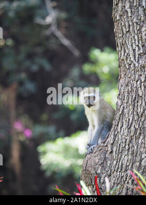 Vervet Monkey Arusha Tanzania Africa Stock Photo