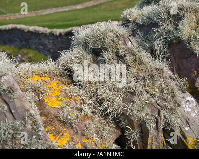 Beard moss lichen (usnea) growing on a dry stone wall near Sumburgh Head at the most southerly point of Shetland, Scotland, UK Stock Photo