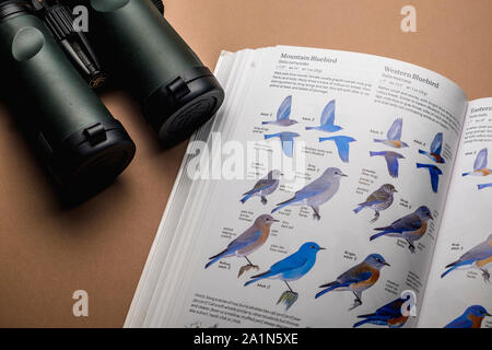 Essential bird watching birder equipment and gear for bird watching.  Pair of binoculars and bird species identification field guide book. Stock Photo