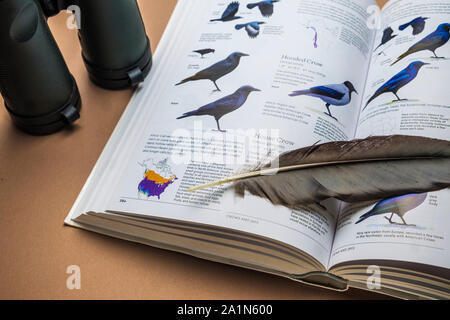 Essential bird watching birding equipment and gear. Pair of binoculars and bird species identification field guide book and sample feather Stock Photo