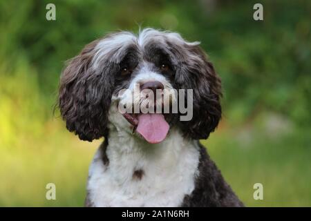 A portrait of a Brown and White Portuguese Water Dog Panting close up on the head and shoulders outside in Fall