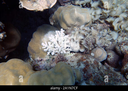 Classic feeding scar (white, centre) on corals caused by crown-of-thorns starfish, Lizard Island, Great Barrier Reef, Queensland, Australia Stock Photo