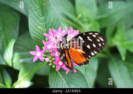 Colorful Golden Longwint resting on a leaf Stock Photo