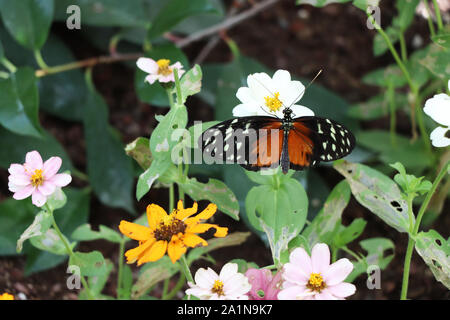Golden Longwing resting on a leaf Stock Photo