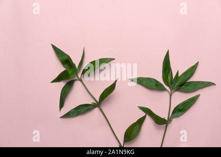 branch of summer exotic tropical green leaves plant on pale orange pink paper nature background Stock Photo