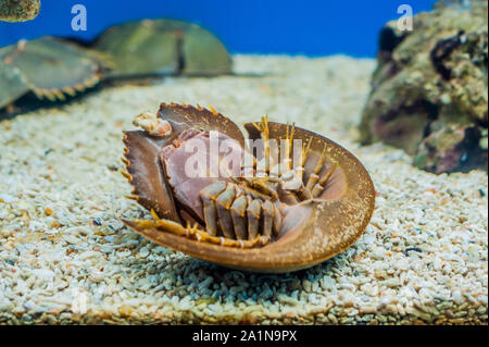 Mangrove horseshoe crab. Carcinoscorpius rotundicauda Stock Photo