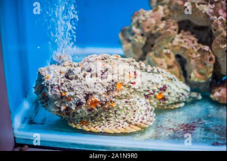 Reef stonefish Synanceia verrucosa , also known as the stonefish. Wildlife animal. Stock Photo