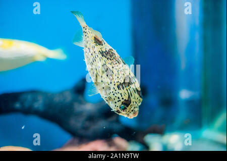 Porcupine pufferfish at the aquarium on the blue background Stock Photo