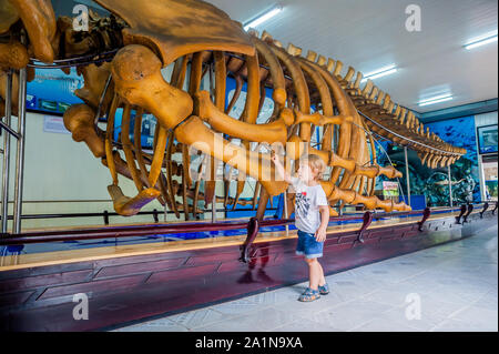 NHA TRANG, VIETNAM - JANUARY 16, 2017 A whale skeleton at the National Oceanographic Museum of . The offers interesting exhibits local marine life Stock Photo