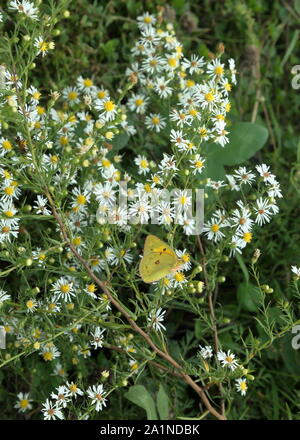 Clouded yellow skipper butterfly on small daisies Stock Photo