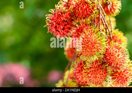 Rambutan ripe on the branches of rambutan trees Stock Photo