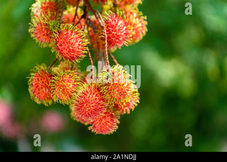 Rambutan ripe on the branches of rambutan trees Stock Photo