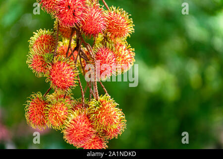 Rambutan ripe on the branches of rambutan trees Stock Photo