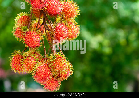 Rambutan ripe on the branches of rambutan trees Stock Photo