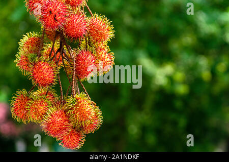 Rambutan ripe on the branches of rambutan trees Stock Photo