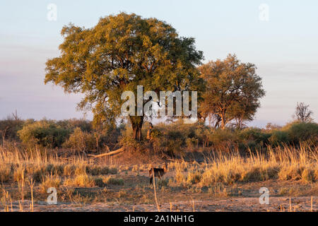African Landscape with Waterbuck Antelope, Grass and Trees on the Bank of Okavango River in Golden Evening Light Stock Photo
