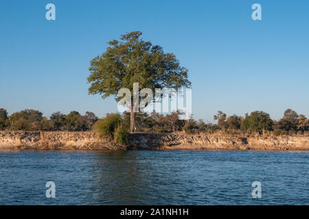 Landscape on the Bank of the River Okavango with Trees and Bushes in Namibia, Africa Stock Photo