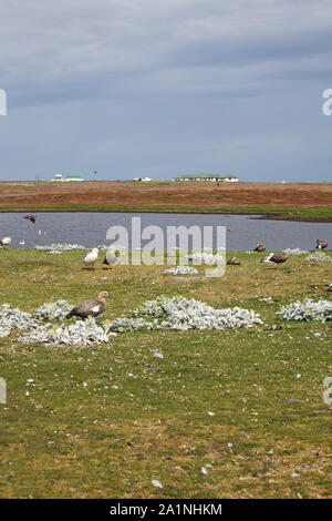 Pond and Upland geese Chloephaga picta Sea Lion Island Falkland Islands Stock Photo