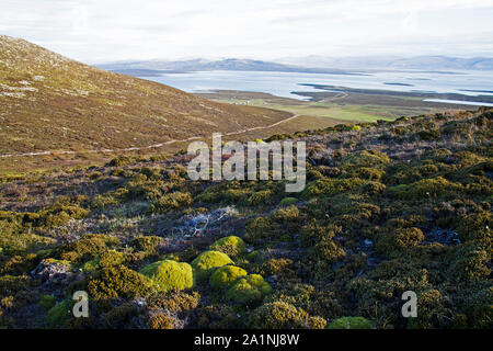 Looking south from near Rookery Mount over Saunders Island with Balsam bog Bolax gummifera and Diddle-dee Empetrum rubrum in the foreground Falkland I Stock Photo