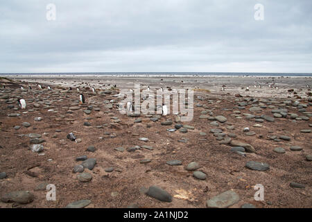 Gentoo penguin Pygoscelis papua group on rocky beach Sea Lion Island Falkland Islands Stock Photo