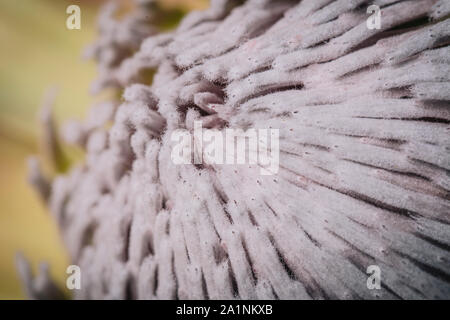 Many pistils on a King protea flower macro still Stock Photo